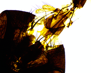 Butterfly Mouth Parts